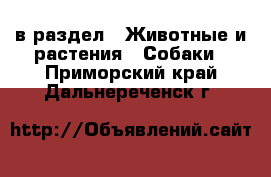  в раздел : Животные и растения » Собаки . Приморский край,Дальнереченск г.